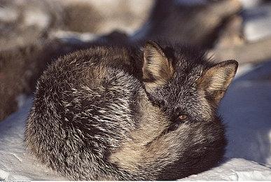 Steam Deck Q2订单邮件已发出 V社确认将加大出货量